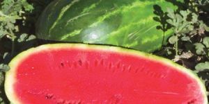 Watermelon Seed