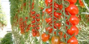 Tomato Hy Seed