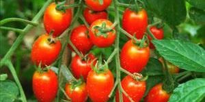 Tomato Seed