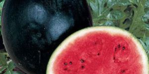 Black ice-box Watermelon Seed