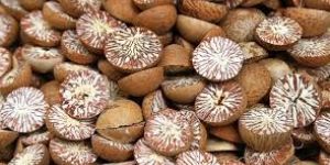 Betel Nuts