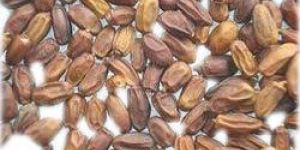 Dry Neem Fruit