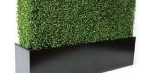 Boxwood Grass Wall