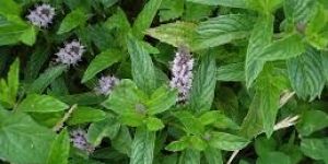 Spearmint Dry Extract