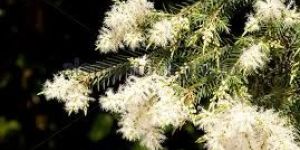 Tea Tree Dry Extract