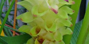 Turmeric Dry Extract