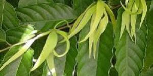 Ylang Ylang Dry Extract