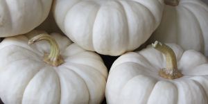 Fresh White Pumpkin