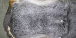 Rabbit Fur