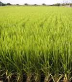 Organic Basmati Rice