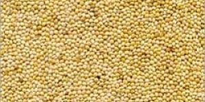 Millet Seeds