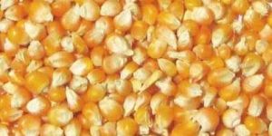 Yellow Corns