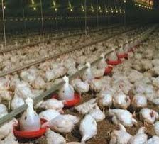 Water Feeding System