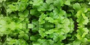 Dehydrated Coriander