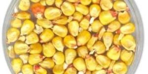 Maize Seeds