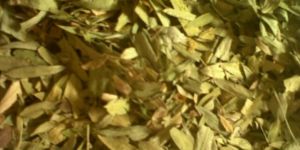 Senna Leaves