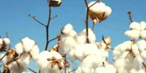 Indian Cotton