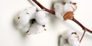 Raw Cotton