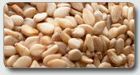 Sesame Seed