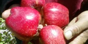 Organic Fresh Fruits