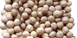 Pea Seeds