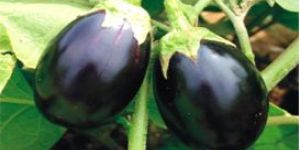 BRINJAL MUKTA
