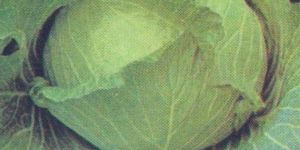 CABBAGE HARI KALYANI