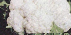 Cauliflower