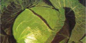 Hybrid Cabbage Green Star