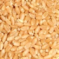 Bansi Wheat