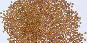 Mustard Seeds - 02