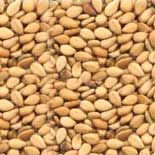 Sesame Seeds - 01