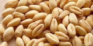 Wheat - 01