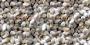 Cotton Seeds