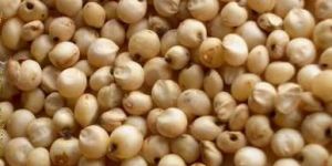 Sorghum