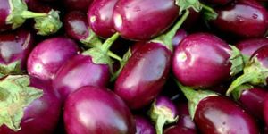 Fresh Brinjal