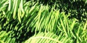 Fresh Moringa Sticks