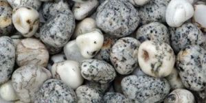 Zebra Polished Pebbles Stones