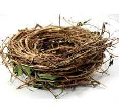 Bird Nest