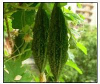 Hybrid Bitter Gourd Seeds