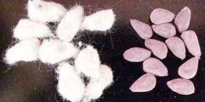Hybrid Cotton Seeds
