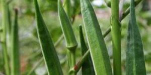 Hybrid Lady Finger Seeds