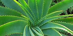 Aloe Vera Juice