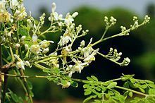 Moringa Oil