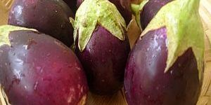 Brinjal