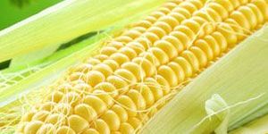 Yellow Maize