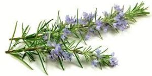 Fresh Rosemary Leaves