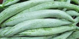 Fresh Snake Gourd