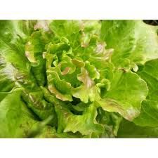 Fresh Summer Crisp Lettuce