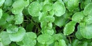 Fresh Watercress